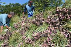 Petani Solok Keluhkan Anjloknya Harga Bawang Merah