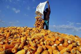 Panen Besar, Petani Jagung Dompu Bisa Raup Rp2 Triliun