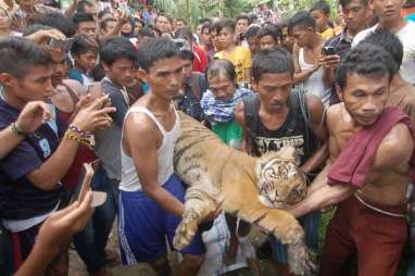 Pusat Rehabilitasi Harimau Sumatra Pertama Dibangun di Dharmasraya