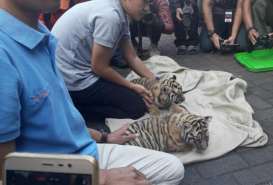 2 Bayi Harimau Benggala Lahir di Kebun Binatang Bandung