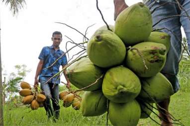 Industri Pengolahan Kelapa Kesulitan Bahan Baku