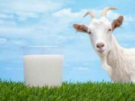 Ini Dia Manfaat Mengonsumsi Susu Kambing