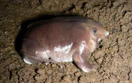 Baru Ditemukan Spesies Katak Berhidung Mirip Babi