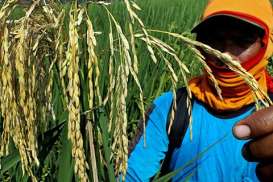 Wereng Bergerak, 3.000 Hektare Lahan Pertanian di Padang Rusak