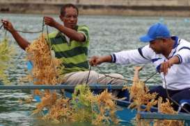 ARLI : Industri Rumput Laut Jangan di Sentra Budidaya