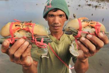 Kubu Raya Pakai Skema MSC Tangkap Kepiting Bakau