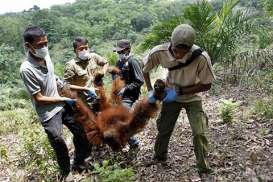 IAR Evakuasi 1 Individu Orangutan dari Rumah Warga di Kayong Utara