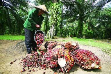 Petani Sawit Swadaya di Sintang Kembangkan Komoditas Alternatif