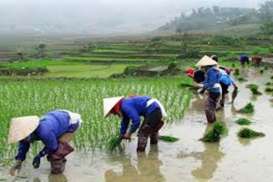 Banjir Picu Longsor di Vietnam, 37 Orang Tewas dan 40.000 Hewan Hanyut