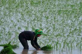 Hadapi Perubahan Iklim, Sistem Monitoring Pertanian Padi Diuji Coba