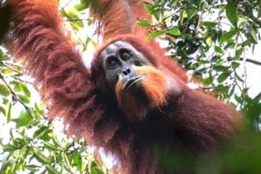 Orangutan Tapanuli, Spesies Baru yang Terancam Kelangsungan Hidupnya