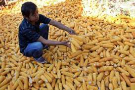 KOMODITAS PERTANIAN : Persediaan Meningkat, Harga Jagung Tertekan