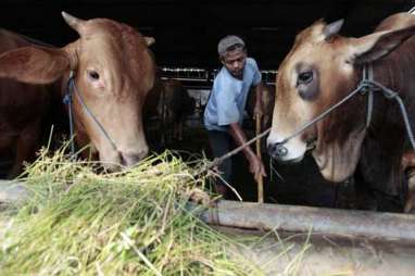 Percepatan Bunting Sapi di NTB Diklaim Berhasil