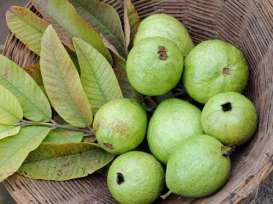 Manfaat Daun Jambu bagi Kesehatan Rambut