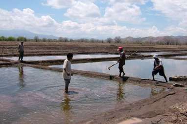 Produktivitas Pabrik dan Petani Garam Rendah