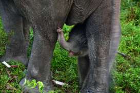 Gajah Sumatera di Tesso Nilo Lahirkan Bayi Jantan