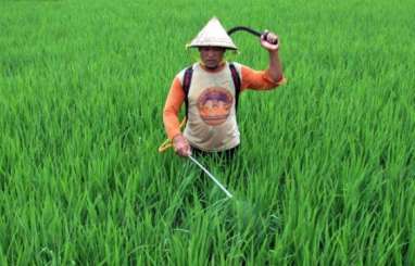 11.289 Hektare Sawah di Jabar Terserang Hama