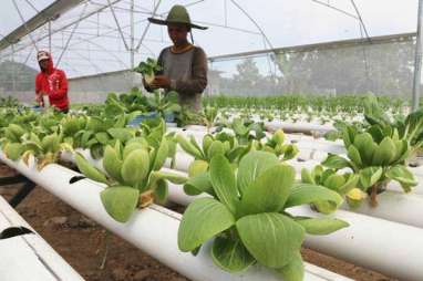 Program Wakaf 1.000 Hektare Lahan Pertanian Dongkrak Ekonomi Desa