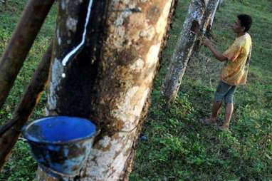 Karet Kapuas Hulu Ber-SNI Bikin Harga Sentuh Rp14.200