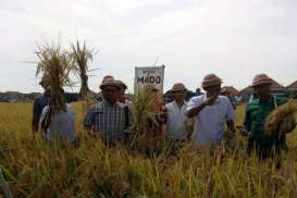 Petani Gianyar Lakukan Panen Perdana Varietas M400