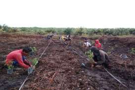 Petani Binaan Sinar Mas Membudidaya Tanaman Kelor