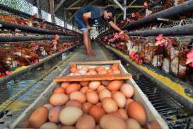 AYAM & TELUR  : Stok 2018 Dipastikan Aman