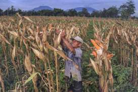 Produksi Jagung Bisa 12 Ton/Ha, Ini Syaratnya