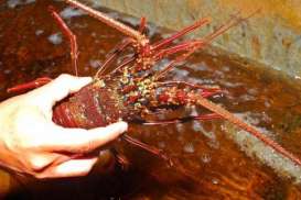 Balai Karantina Ikan Surabaya Intensifkan Penyelundupan Benih Lobster