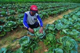 KARTU TANI, 200.000 Petani di Jateng Belum Menerima