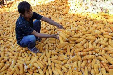 GPMT Sebut Impor Jagung Tak Akan Jatuhkan Harga