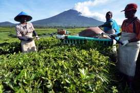 Pemerintah Dorong Perbaikan Kualitas Teh