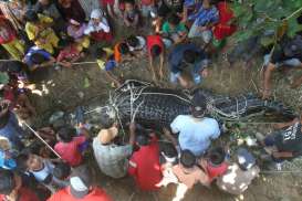 Buaya Berbobot 600 Kg Sepanjang 4,8 Meter Jadi Tontontan Warga