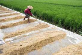 Ditopang Sergab, Gabah di Jabar Diserap 7.000 Ton per Hari