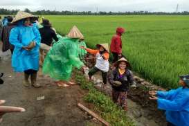 Cerita Nurbaya dan Padat Karya Tunai di Panyakalang