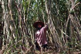 PRODUKSI TEBU : Bank Tanah Bisa Jadi Solusi