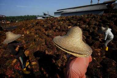 PRODUKTIVITAS KELAPA SAWIT: Intensifikasi Jadi Pilihan Utama