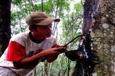 Petani Bengkulu Ganti Karet dengan Sawit