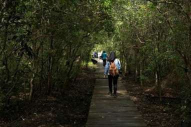 WISATA ALAM: Melihat Eksotisme Bekantan Langsung dari Habitatnya   