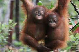 Ngasih Rokok Ke Orang Utan, Kini Pelaku Diburu