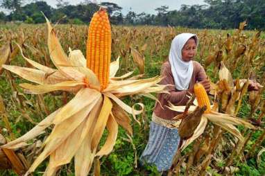 Tahun Ini Sumbawa Targetkan Produksi 1 Juta Ton Jagung