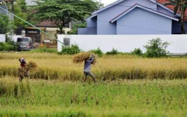 Sulsel Belum Mampu Jadi Tumpuan Beras Nasional