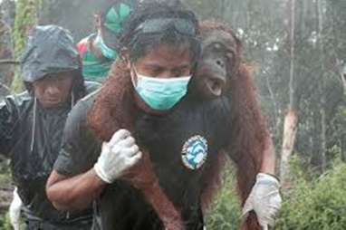 IARI Gandeng BTNGP Reboisasi Gunung Tarak