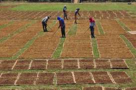 Tembakau Topang Peningkatan Produksi Industri Manufaktur Sumut