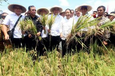 Di Garut, Menteri Rini Kawal Serapan Panen Raya 4,5 Ton Gabah Petani