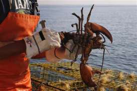 PERANG DAGANG AS-CHINA: Ikan Beku, Lobster, Kepiting, Udang Masuk dalam Dafar Tarif 