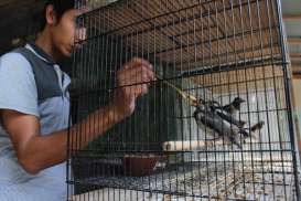 Kios & Penangkaran Burung Jalak di Klaten 'Diserbu' Pemudik