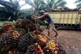 Peremajaan Dorong Penyaluran Benih Sawit