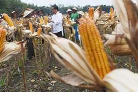 Produksi Jagung Meningkat, Padi Diprediksi Menurun