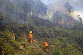 Hutan Terbakar di Ogan Komering Ilir Mulai Susut