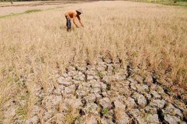 Kekeringan, Petani Diimbau Tunda Penanaman Padi